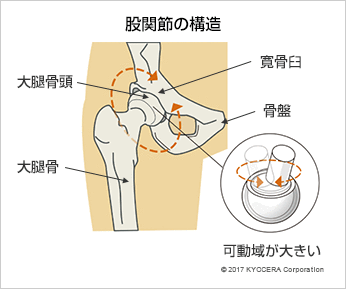 股関節の構造