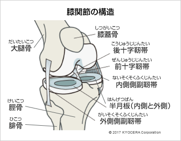 膝関節の構造