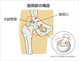 股関節の構造