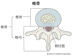椎骨