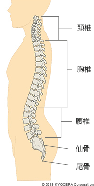 脊椎の構造