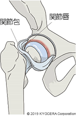 関節唇・関節包