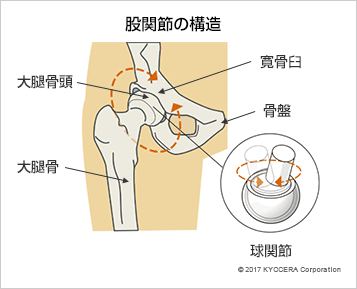股関節の構造
