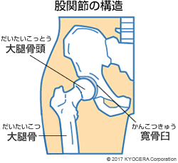 股関節の構造