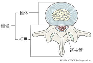 椎骨　椎体　椎弓　脊柱管
