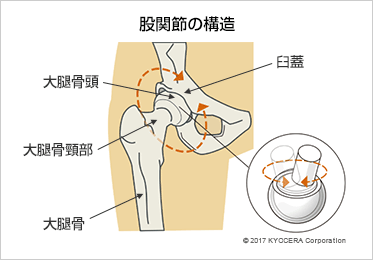 股関節の構造