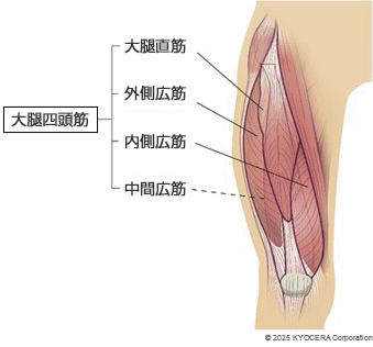 大腿四頭筋