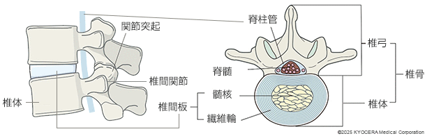 脊椎の構造の図