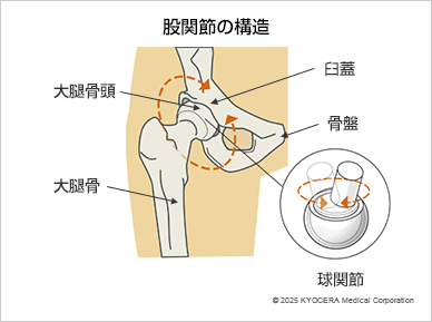 股関節の構造の図