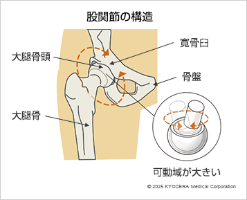 股関節の構造の図