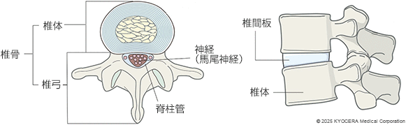 脊椎の図