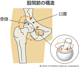 股関節の構造の図