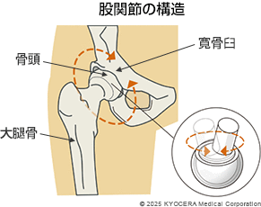股関節の構造の図
