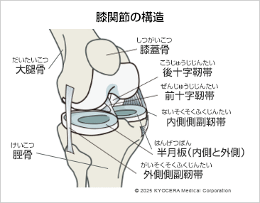 膝関節の構造の図