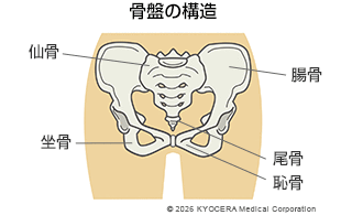 骨盤の構造