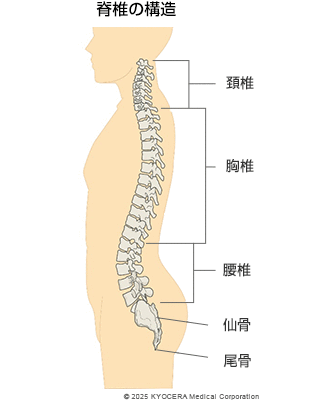脊椎の構造