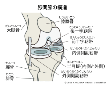 膝関節の構造の図
