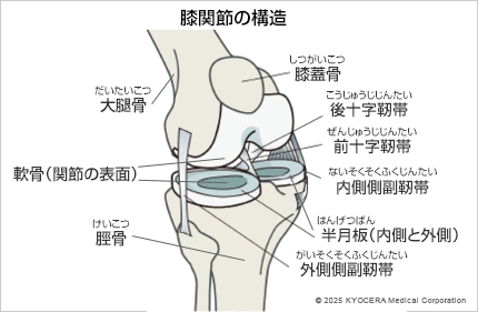 膝関節の構造の図