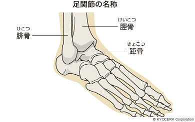 足関節の名称