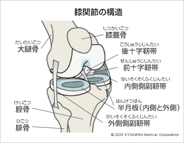 膝関節の構造の図