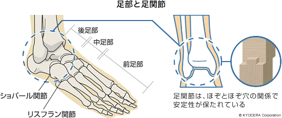 足首の痛み 高倉 義典 足の痛みの原因と予防について知り 百歳まで元気に歩きましょう