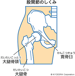 股関節のしくみ