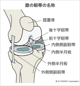 膝の靭帯の名称