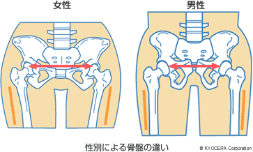 性別による骨盤の違い