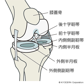 膝関節 イメージ