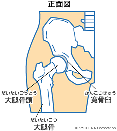 股関節のしくみ 正面図 イラスト