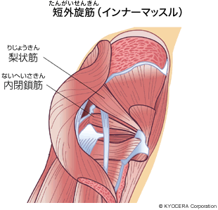 短外旋筋（インナーマッスル）