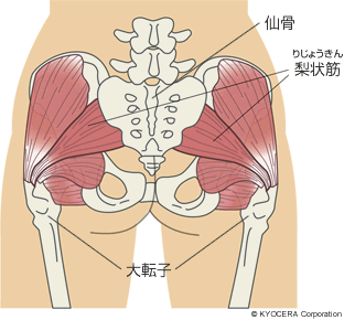 梨状筋（りじょうきん）