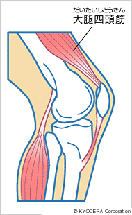 大腿四頭筋イラスト