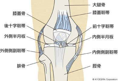 膝関節の骨・靭帯