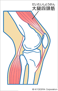 大腿四頭筋