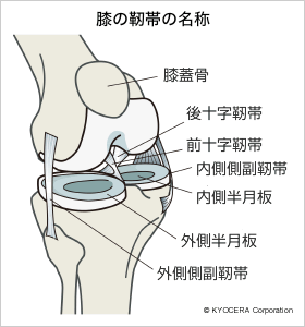 膝の靭帯の名称
