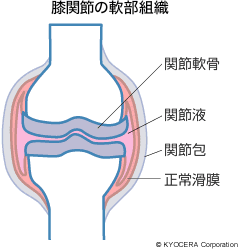 膝関節の軟部組織