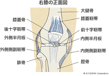 右膝の正面図