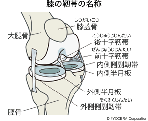 膝の靭帯の名称