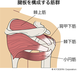 腱板を構成する筋群