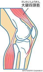 大腿四頭筋