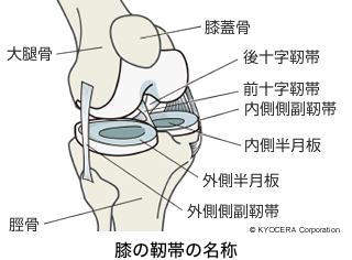 膝の靭帯の名称