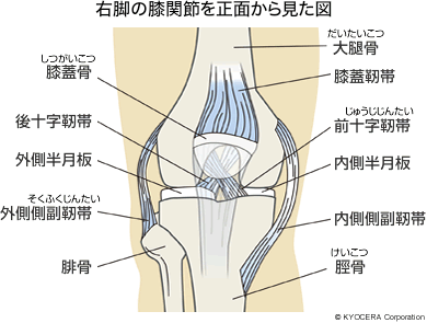 右脚の膝関節を正面から見た図