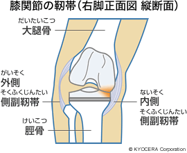 膝関節の靭帯（右脚正面図 縦断面）