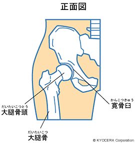 股関節のしくみ 関節とは 人工関節と関節痛の情報サイト 関節が痛い Com