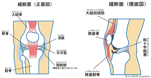 膝（ひざ）関節のしくみ｜関節とは | 人工関節と関節痛の情報サイト 【関節が痛い.com】