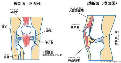 膝 ひざ 関節のしくみ 関節とは 人工関節と関節痛の情報サイト 関節が痛い Com