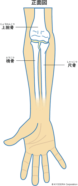 肘関節のしくみ 正面図 イラスト