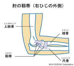 肘の靭帯（右ひじの外側） イラスト