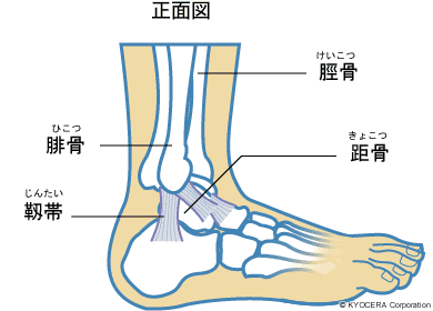 足関節のしくみ 正面図 イラスト